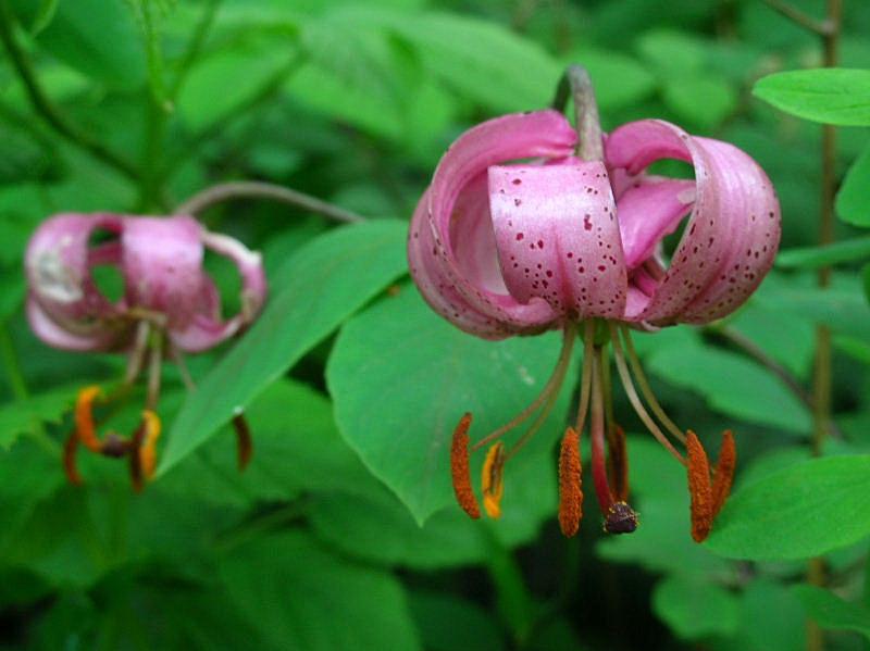 Lilium martagon / Giglio martagone